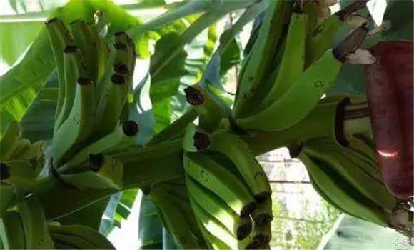 3000颗香蕉用多少肥料(3000颗香蕉用多少肥料种植)