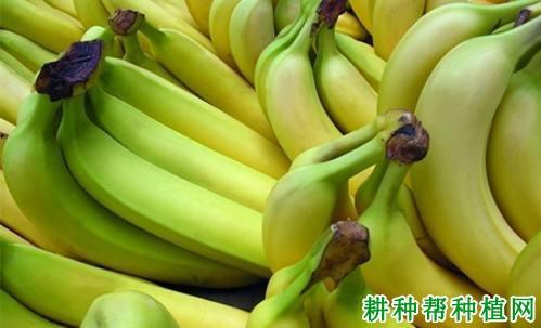 2019香蕉价格是多少钱(2020香蕉价格多少钱一斤)