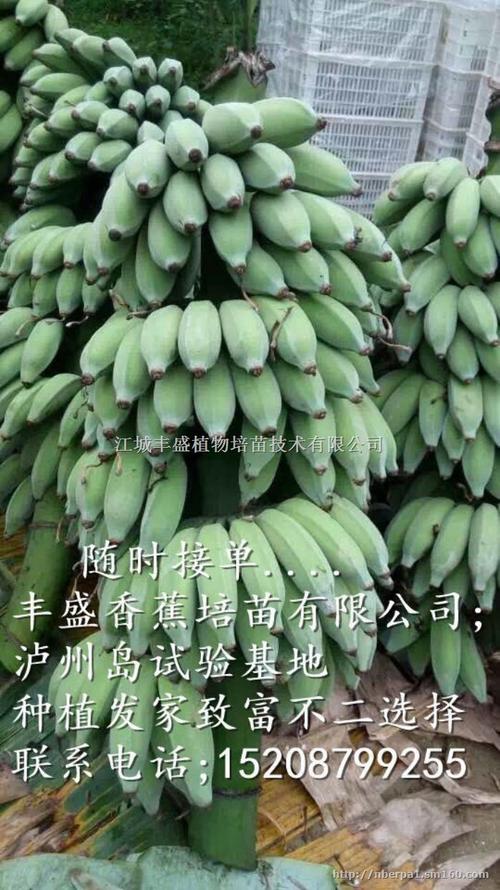 一亩地能产多少斤香蕉苗(一亩地可产多少香蕉一年)