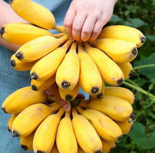 46号香蕉是什么品种(4-5号在香蕉里面算什么意思)
