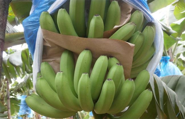 50斤香蕉赔偿多少钱(50斤香蕉赔偿多少钱一个)